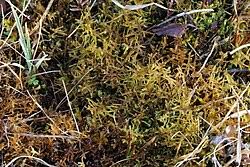 Attēlu rezultāti vaicājumam “Hamatocaulis vernicosus”