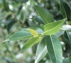Attēlu rezultāti vaicājumam “Salix pentandra leaf”