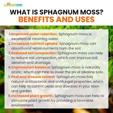 Attēlu rezultāti vaicājumam “Sphagnum”