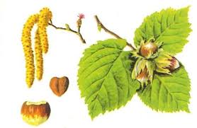 Attēlu rezultāti vaicājumam “Corylus avellana female flower”