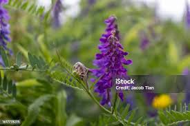 Attēlu rezultāti vaicājumam “Vicia cracca flower”