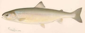 Image result for Salvelinus alpinus oquassa