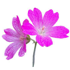 Attēlu rezultāti vaicājumam “Geranium palustre flower”