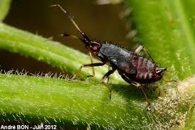 Attēlu rezultāti vaicājumam “Deraeocoris ruber”