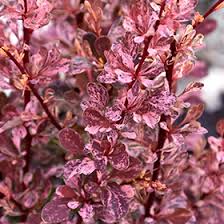 Attēlu rezultāti vaicājumam “Berberis thunbergii flower”