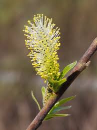 Attēlu rezultāti vaicājumam “Salix myrsinifolia female flower”