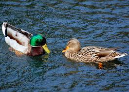 Attēlu rezultāti vaicājumam “Anas platyrhynchos eggs”