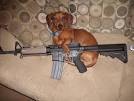 Dogs With Guns