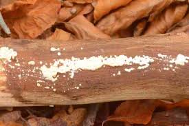 Attēlu rezultāti vaicājumam “Ceriporia excelsa”