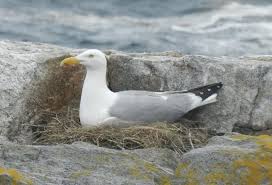 Attēlu rezultāti vaicājumam “Larus argentatus nest”