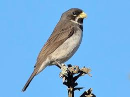 Attēlu rezultāti vaicājumam “Leiocolea collaris”