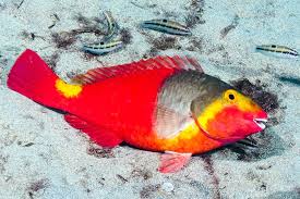 Image result for Sparisoma frondosum