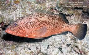 Image result for Epinephelus costae