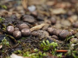 Attēlu rezultāti vaicājumam “Lycogala confusum”