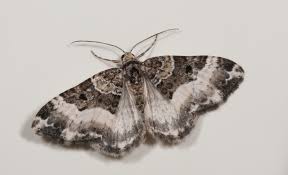 Attēlu rezultāti vaicājumam “Euphyia unangulata”