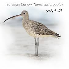 Attēlu rezultāti vaicājumam “Numenius arquata adult”