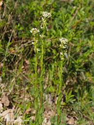 Attēlu rezultāti vaicājumam “Arabis hirsuta flower”