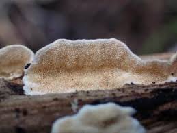 Attēlu rezultāti vaicājumam “Steccherinum ochraceum”