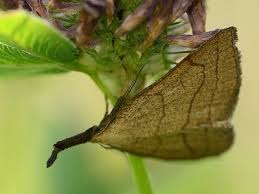 Attēlu rezultāti vaicājumam “Polypogon tentacularius”