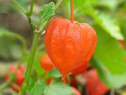 Attēlu rezultāti vaicājumam “Physalis alkekengi”