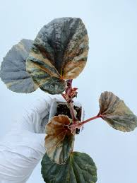 Image result for Begonia cucullata var. Hookeri