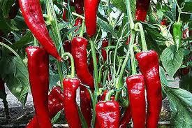 Afbeeldingsresultaat voor turkish cayenne hot pepper