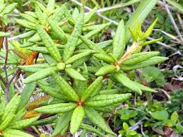 Attēlu rezultāti vaicājumam “Ledum palustre leaf”