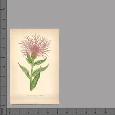 Attēlu rezultāti vaicājumam “Centaurea phrygia flower”