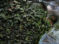 Attēlu rezultāti vaicājumam “Dermatocarpon luridum”