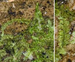 Attēlu rezultāti vaicājumam “Lophocolea”