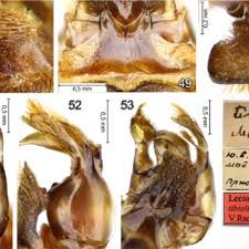 Attēlu rezultāti vaicājumam “Diderma crustaceum spores”