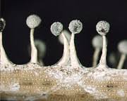 Attēlu rezultāti vaicājumam “Didymium tussilaginis spores”