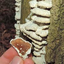 Attēlu rezultāti vaicājumam “Gloeoporus dichrous”