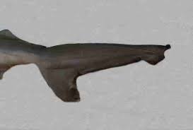 Image result for Rhizoprionodon longurio