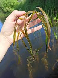 Attēlu rezultāti vaicājumam “Potamogeton compressus”