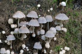 Attēlu rezultāti vaicājumam “Coprinus disseminatus”