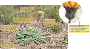 Attēlu rezultāti vaicājumam “Pilosella officinarum”