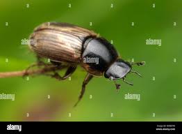 Attēlu rezultāti vaicājumam “Aphodius sp.”