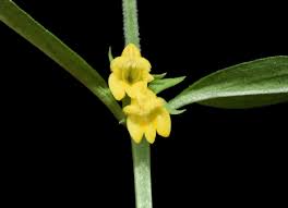 Attēlu rezultāti vaicājumam “Melampyrum sylvaticum”