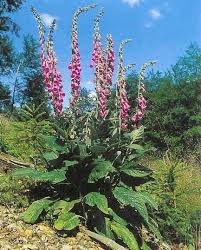 Image result for Digitalis purpurea