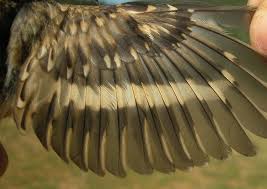 Attēlu rezultāti vaicājumam “Certhia familiaris adult”