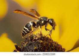 Attēlu rezultāti vaicājumam “Hymenoptera”