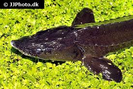 Image result for Huso fulvescens