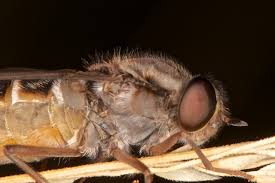 Attēlu rezultāti vaicājumam “Xylophagidae”