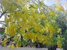 Sensational Collection of Tropical Flowering Tree Seeds