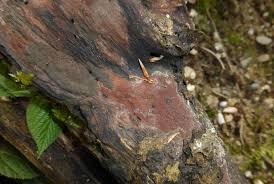 Attēlu rezultāti vaicājumam “Phellinus ferruginosus”