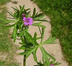 Attēlu rezultāti vaicājumam “Geranium dissectum leaf”
