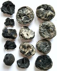 Attēlu rezultāti vaicājumam “Pyrus pyraster”