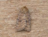 Attēlu rezultāti vaicājumam “Hoplodrina octogenaria”