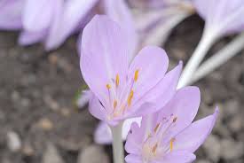 Attēlu rezultāti vaicājumam “Colchicaceae”